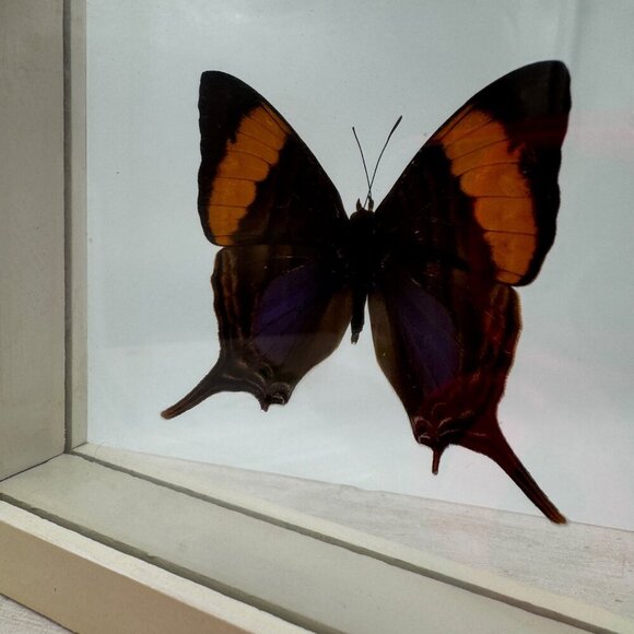 FRAMED DAGGERWING BUTTERFLY (MARPESIA CORINNA) Mounted butterfly wall hanging pi - Picture 2 of 11